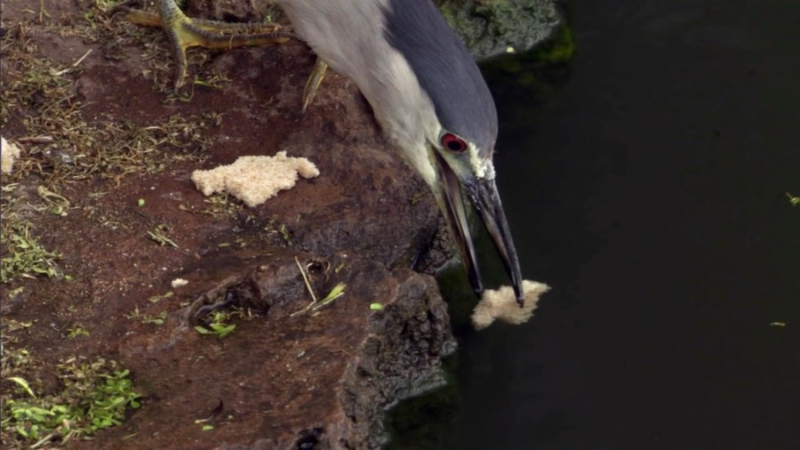 bbc_egret