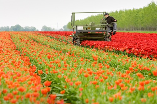 JUR_Tulpenkoppen_2006_02